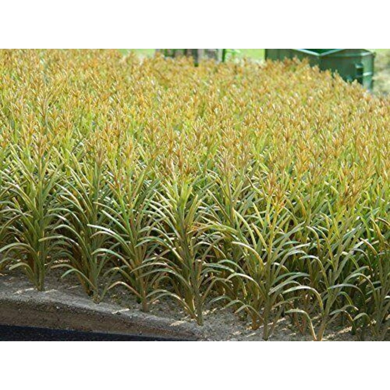 1/35 Scale maize (corn) plant Pack of 50