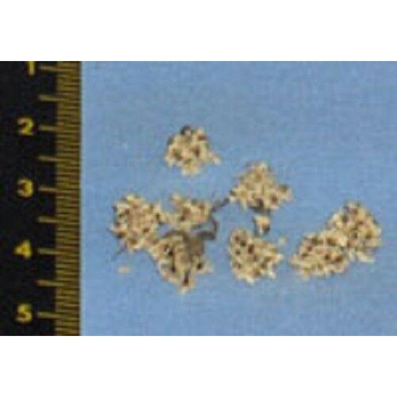 fieldflowers