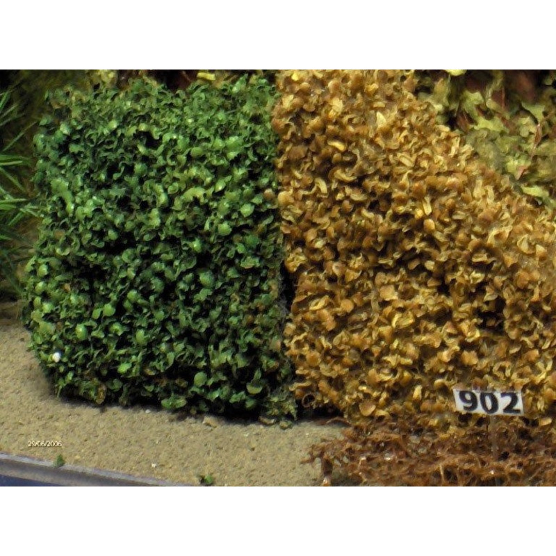 hedge (ostra) fine leaves