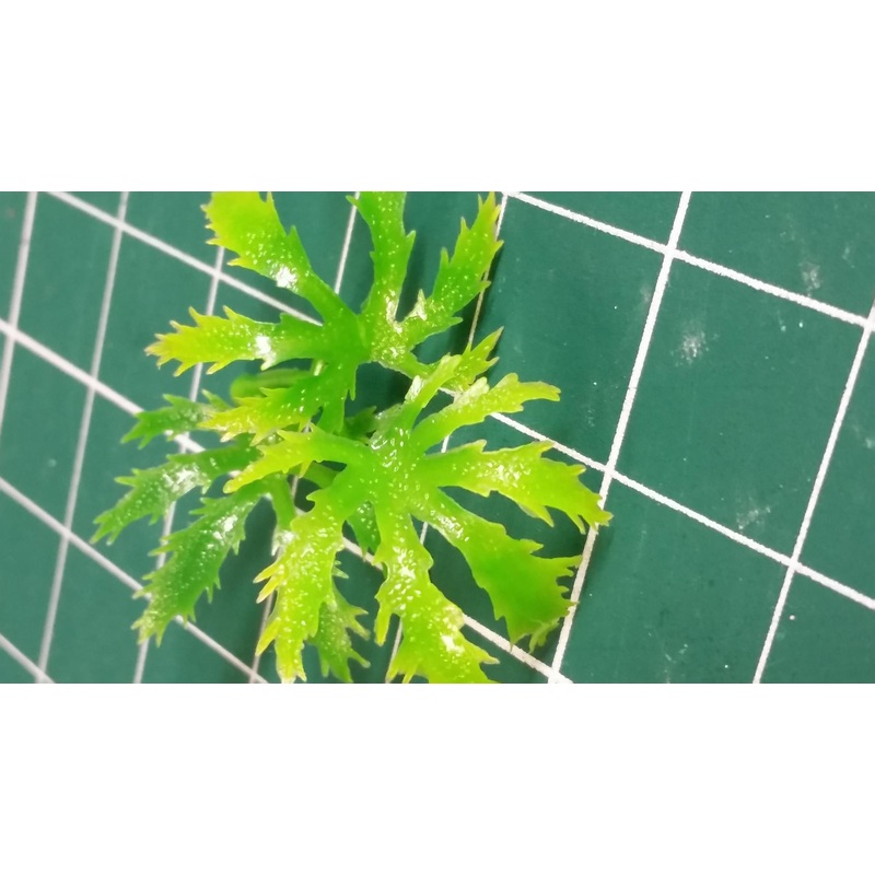 Jungle Plant #1
