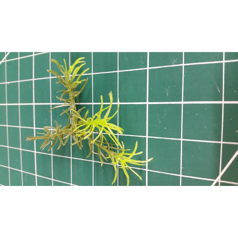 Jungle Plant #2