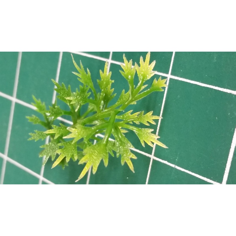 Jungle Plant #7