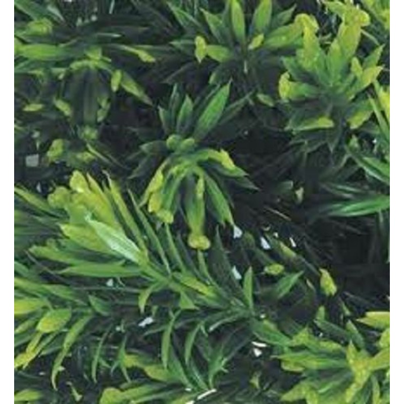 Jungle Plant #8