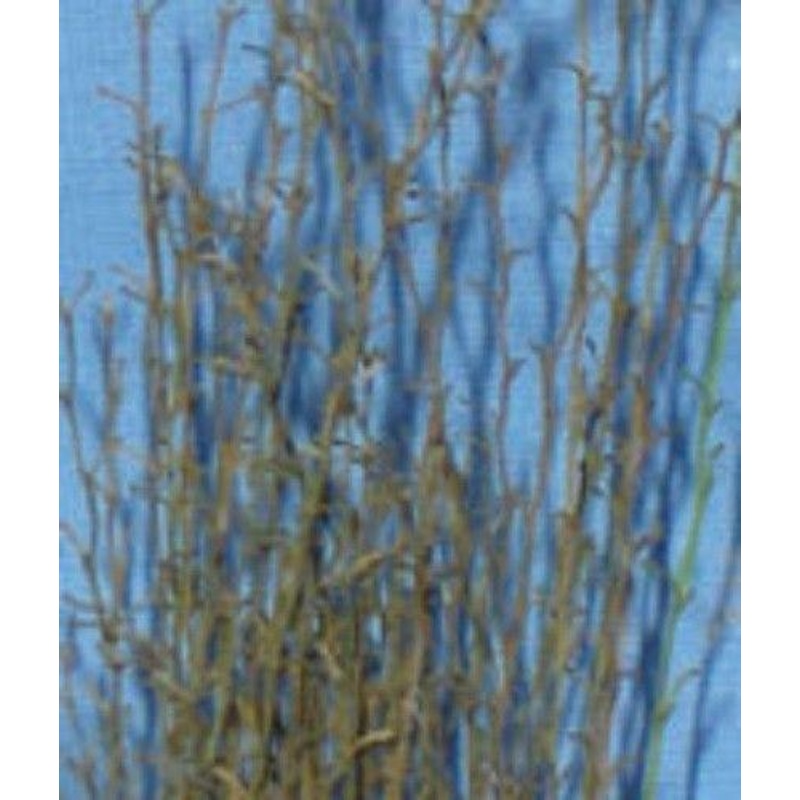 long grass reed