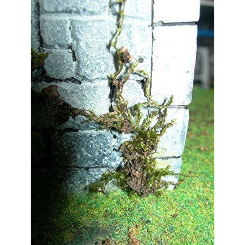 Moss Lichen