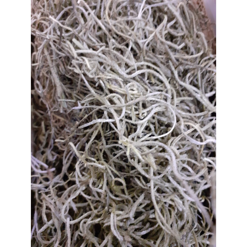 Tillancia Moss (Forest Moss) Bag Apple Green 10g