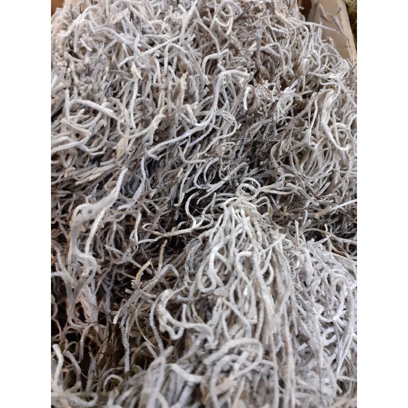 Tillandsia Moss (Forest Moss) Bag Natural White x 10g