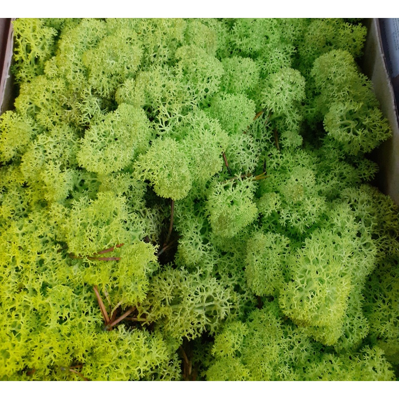Reindeer Moss (Icelandic Moss) Apple Green (Spring)