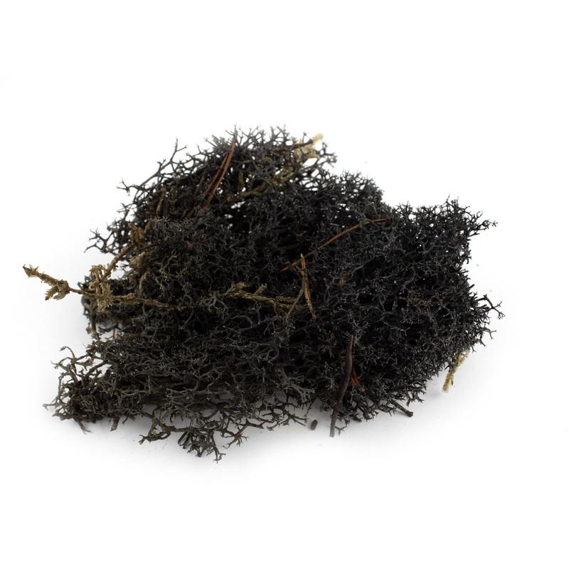 Reindeer Moss (Icelandic Moss) Black
