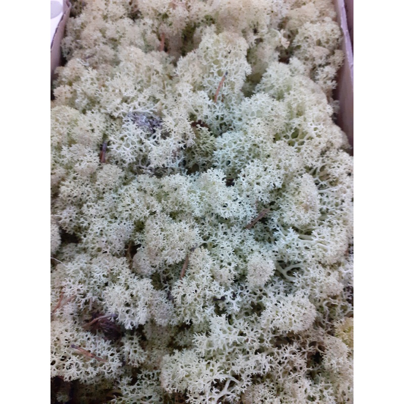 Reindeer Moss (Icelandic Moss) Burgundy