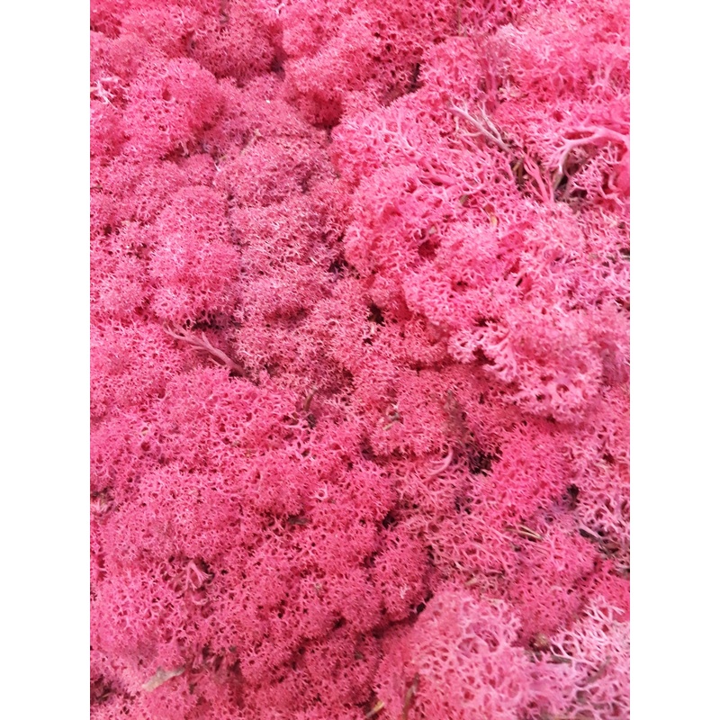 Reindeer Moss (Icelandic Moss) Fuchsia