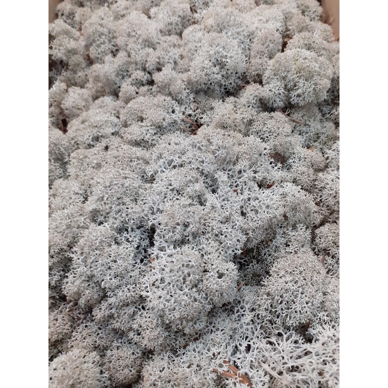 Reindeer Moss (Icelandic Moss) Grey