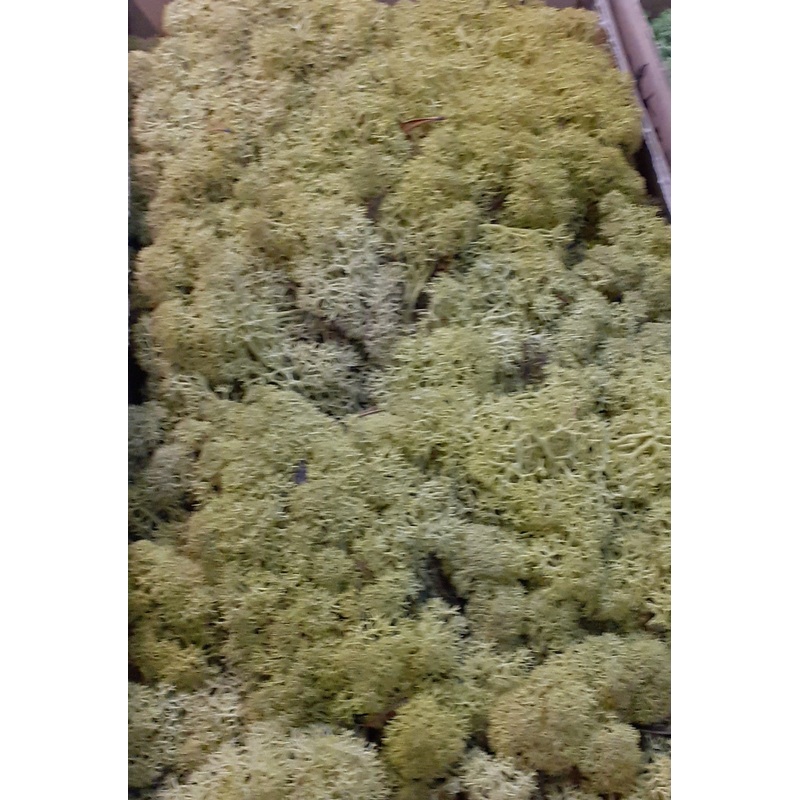 Reindeer Moss (Icelandic Moss) Kiwi