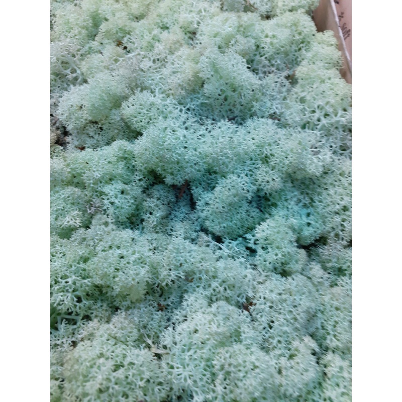 Reindeer Moss (Icelandic Moss) Mint Green