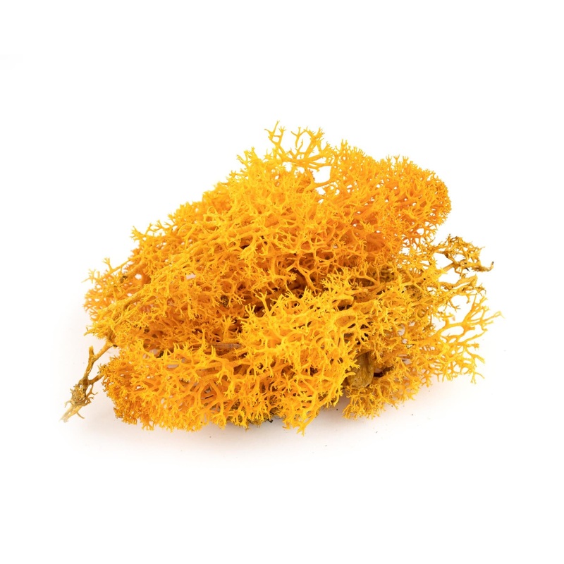 Reindeer Moss (Icelandic Moss) Orange