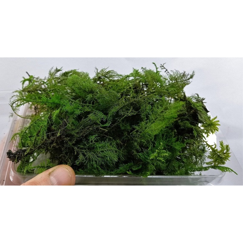Preserved and coloured micro fern nano fern Ideal for Fir trees 1/35 1/48 ect