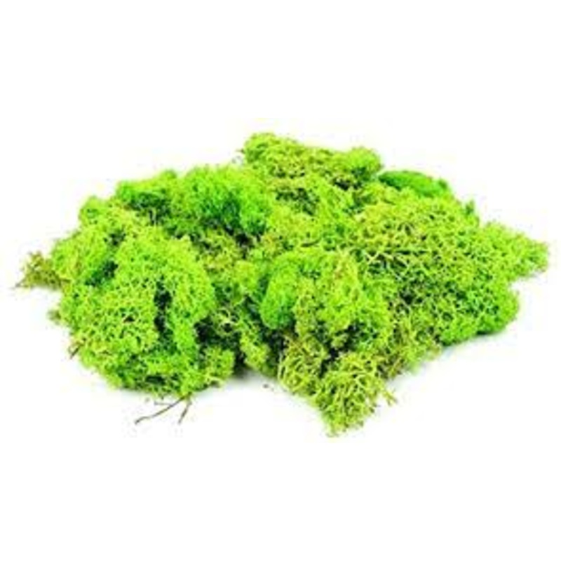 Lichen Light Green (80g)