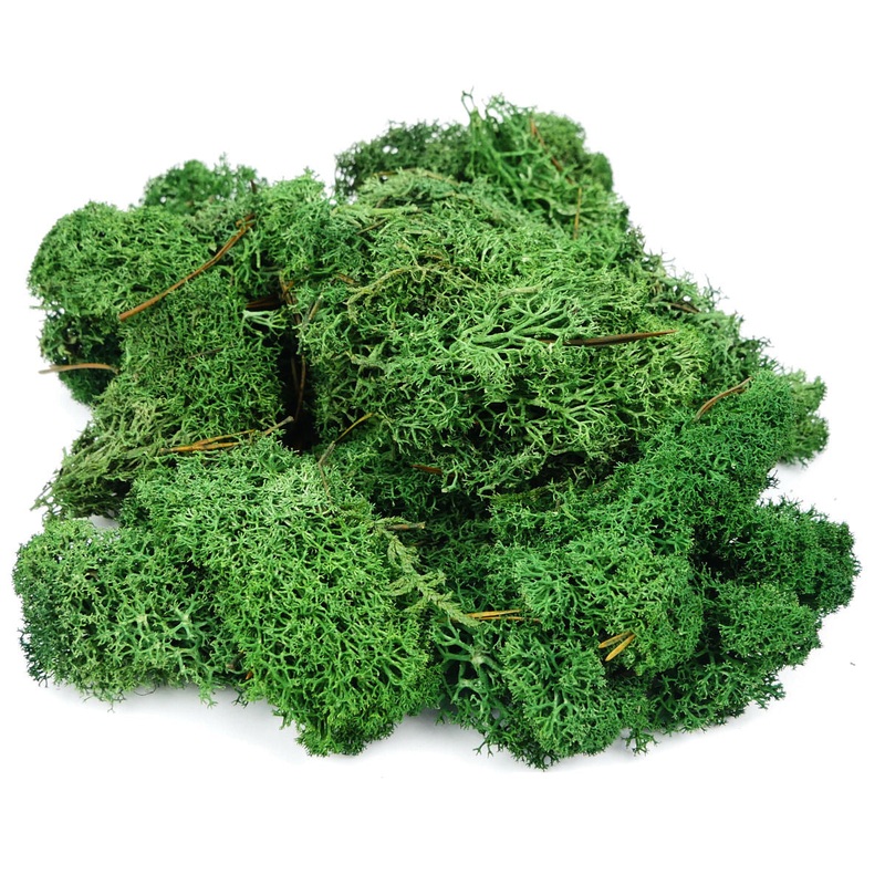 Dark Green Lichen 80g