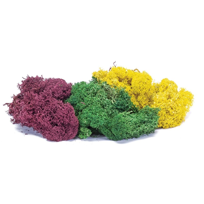 Lichen – Large Autumn Mix