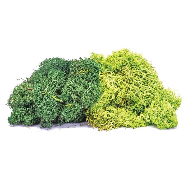 Lichen – Large Green Mix